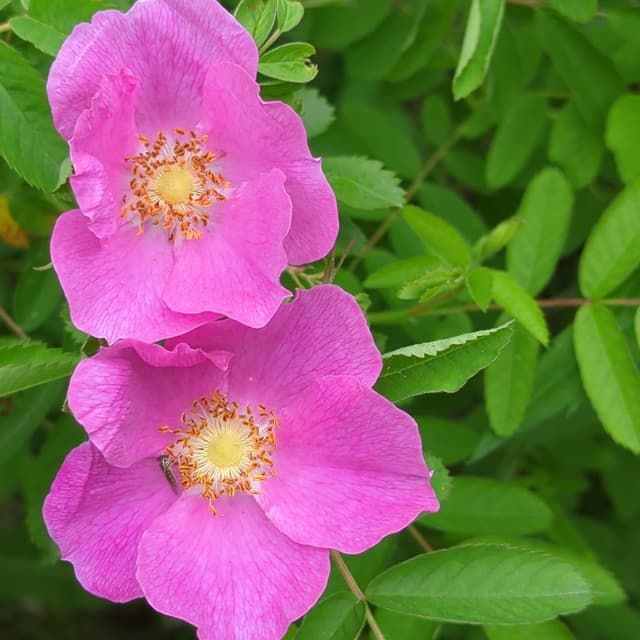 6-60 minute massage sessions at Great River Bodywork and Massage, LLC in West St Paul, MN